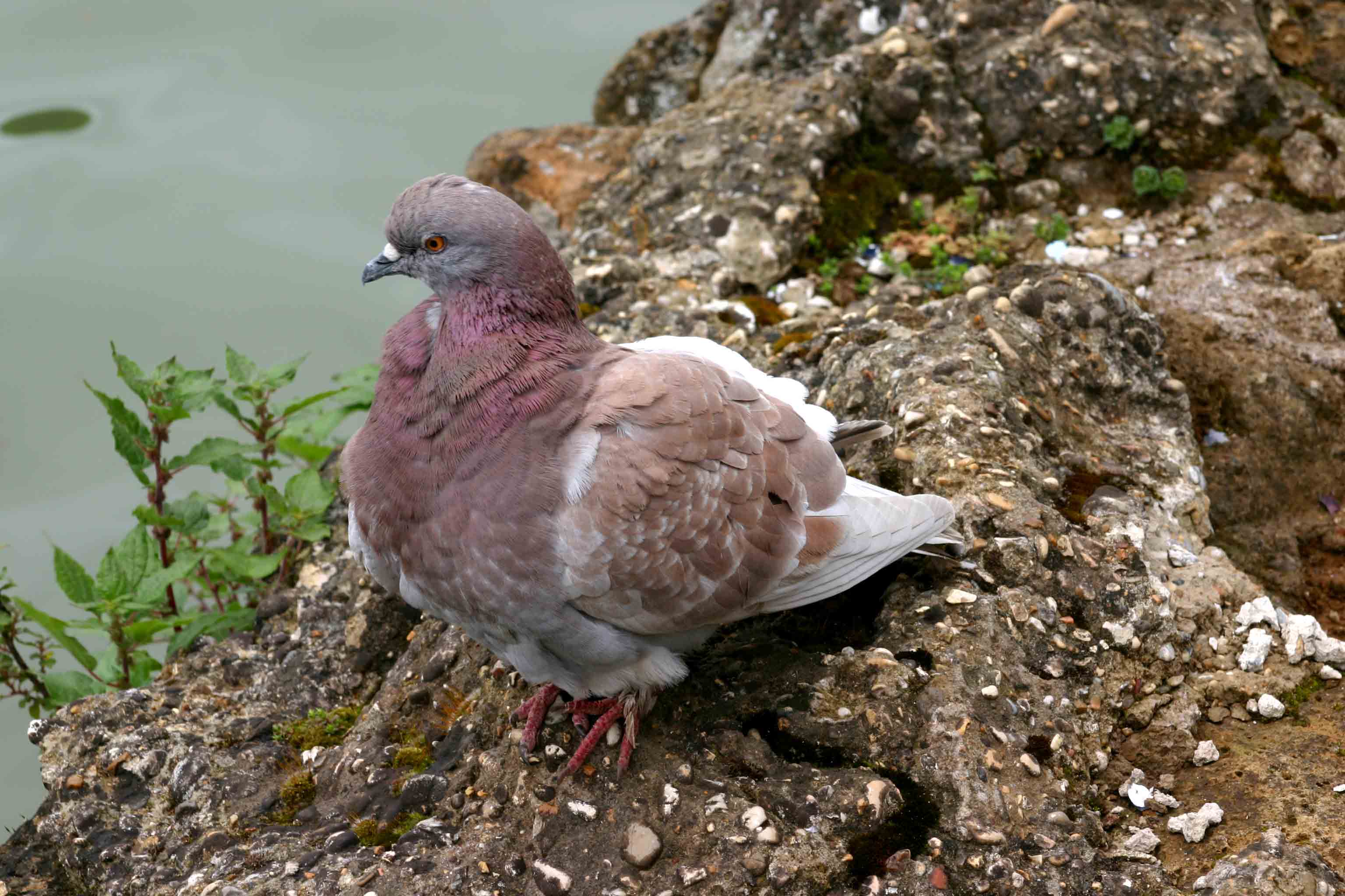 Piccione selvatico vs Piccione domestico